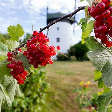 Windmill Vacation In Ledzin Near Baltic Sea Niechorze